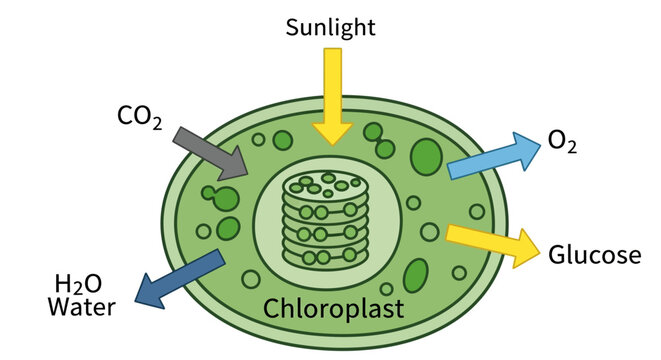 Chloroplast Photosynthesis Diagram with Inputs and Outputs.