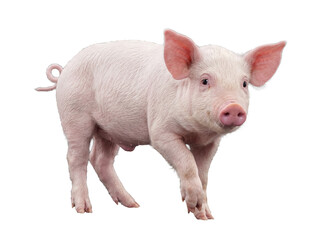 A cute pink piglet with a curly tail takes a step forward, full of energy and playful charm. © Ronald