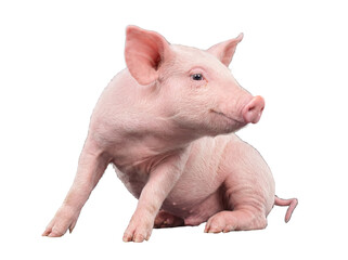 Adorable pink piglet, side view, sitting comfortably and looking to the right, isolated on a transparent background. © Gail