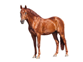 Obraz premium Majestic chestnut horse standing confidently, displaying its strong physique, isolated on a transparent background.