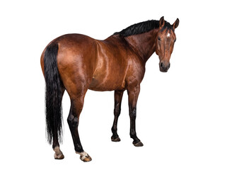 Naklejka premium Regal brown horse with an attentive gaze, looking over its shoulder.