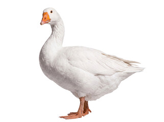A tranquil white domestic goose stands composedly, showcasing its smooth white plumage and distinctive orange beak. © Chris