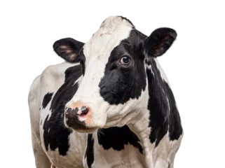 Fotobehang Koe Close-up portrait of a black and white Holstein dairy cow, looking directly at the camera, transparent background.  © Ronald