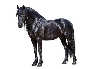Striking Friesian horse with a long, wavy black mane and tail, standing proudly, isolated on a transparent background. © Jennafer