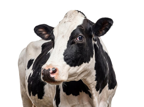 Close-up portrait of a black and white Holstein dairy cow, looking directly at the camera, transparent background.