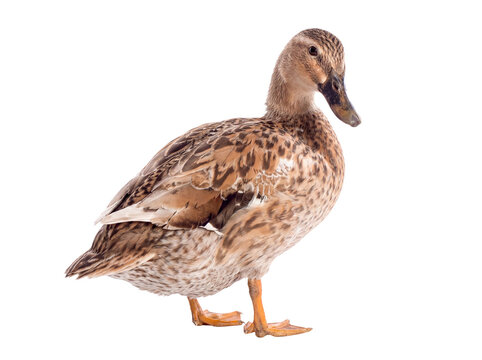 Mottled brown female mallard duck standing placidly and observing, isolated on a transparent background.