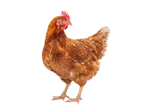 Healthy brown domestic chicken hen with bright red comb, standing and looking left on a transparent background.