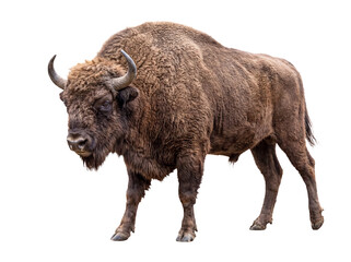 Robust European bison, a powerful wisent, with thick shaggy brown fur and curved horns. © Chris