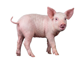 Playful young pink piglet with a cheerful expression and an inquisitive look, standing on a transparent background. © Jennafer