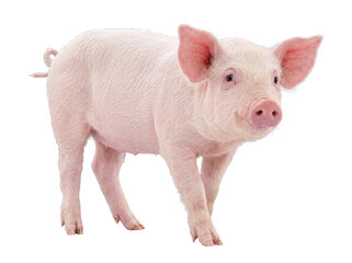 A charming pink piglet stands alert with a distinctive curly tail, captured in a clear side profile. © Jennafer