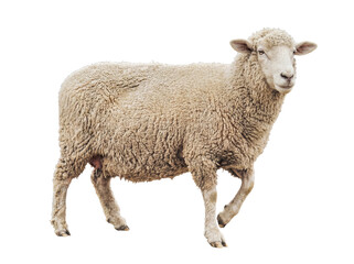 Fototapeta premium A robust white domestic sheep, with a dense, textured woolly coat, walks forward with a determined stride.
