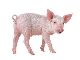 Lively young pink piglet with an open mouth and curious expression, standing confidently on a transparent background. © Gail