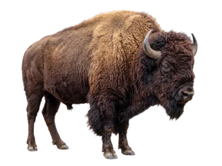 Fotobehang Bizon Dominant American bison (Bison bison) depicted standing firmly.  © Jennafer