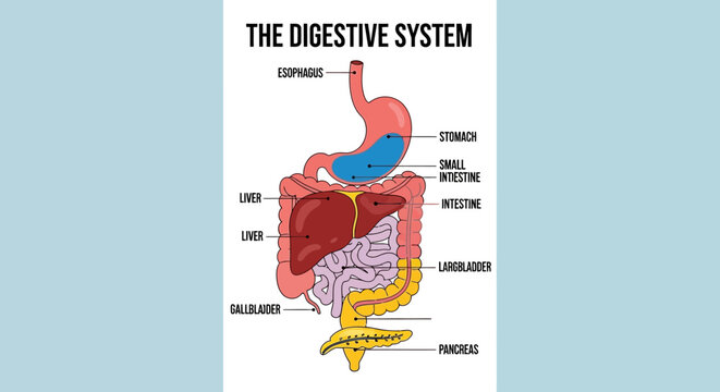 Detailed Diagram of the Human Digestive System with Labeled Organs.