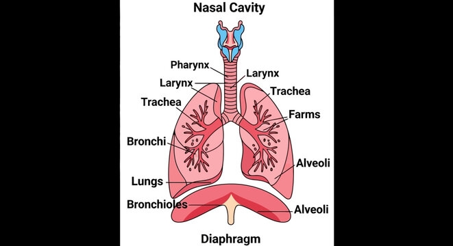 Detailed Diagram of the Human Respiratory System Anatomy.
