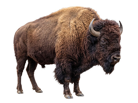Dominant American bison (Bison bison) depicted standing firmly.