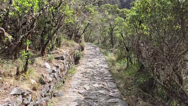 Cusco Region, Peru - 24 June 2024. Stone Inca Trail ascends through shrubs and dry grass, bordered by a low stone wall and dense vegetation on a mountain slope.