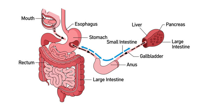 Human Digestive System Anatomy Diagram with Organs Labeled.