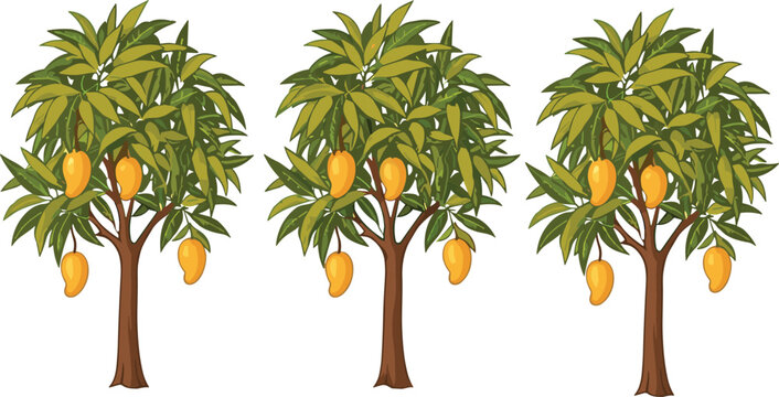 Mango tree vector illustration set with ripe tropical fruit and lush green foliage isolated collection in detailed cartoon style