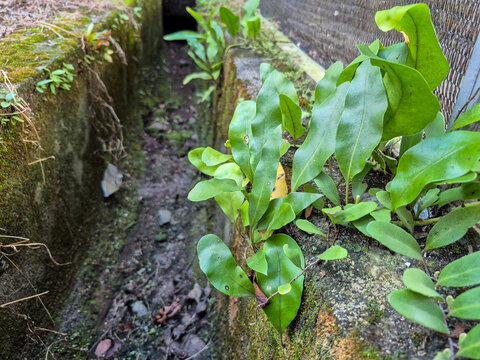 A type of epiphytic fern that resembles Microgramma nitida, also known as Vine Fern or Snake Fern.
