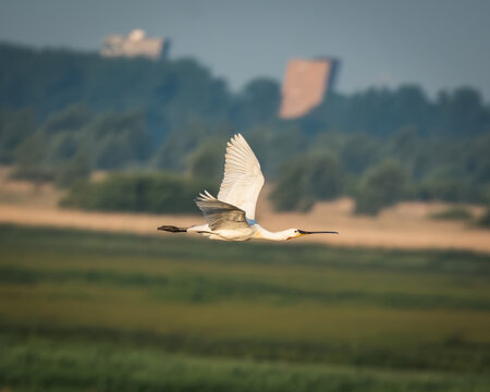 Group of Eurasian spoonbills (Platalea leucorodia) in flight above green marshland and shallow water at a coastal wetland. The large white wading birds are recognizable by their long necks, broad