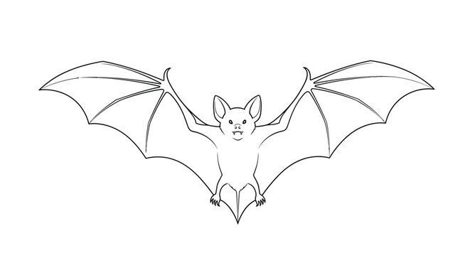 Realistic black and white line drawing of a fruit bat with its large wings fully spread in a symmetrical flying pose.