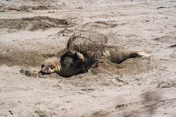Fototapeta premium Northern Elephant Seal Rolling in Sand on California Beach