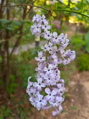 Obraz premium Lilac
