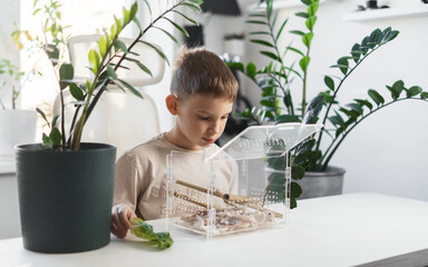 Child interacts with insect in transparent terrarium, exploring nature at home. Concept of responsibility, eco awareness and learning through real life experience © Aboltin