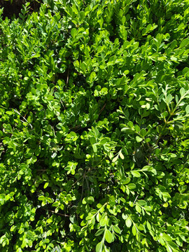  Close up of buxus microphylla.