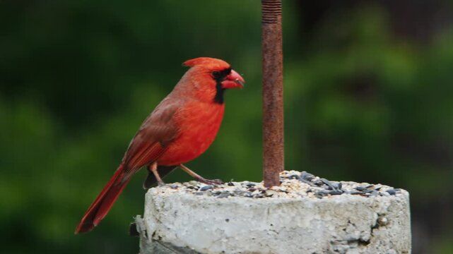 Elegant flight sequence of a bright male Northern Cardinal navigating through trees in Quebec, Canada. Vivid red feathers and dynamic wing position captured in natural light 4K.