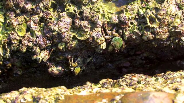 Green crab eating moss on rocks at beach in Thailand.