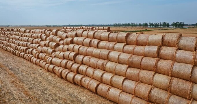 Rows of round straw bales stacked in a field after harvest