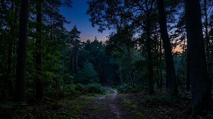 Obraz premium Serene Forest Path During Twilight with Tall Trees and Soft Natural Lighting