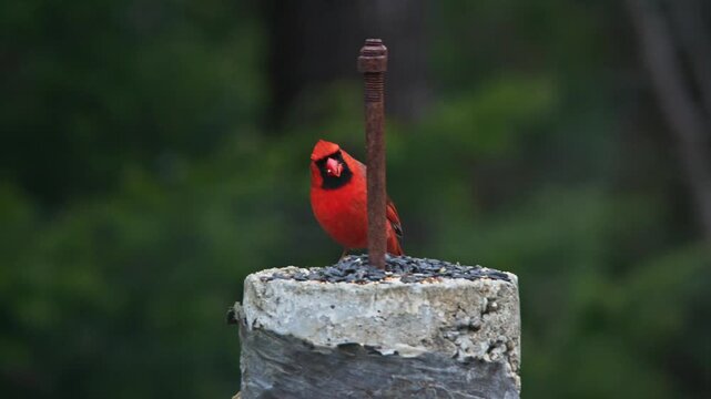 Dynamic action shot of a male Northern Cardinal flying gracefully through a forest in Quebec, Canada. Bright red feathers and open wings create a beautiful motion study of this iconic songbird 4K.