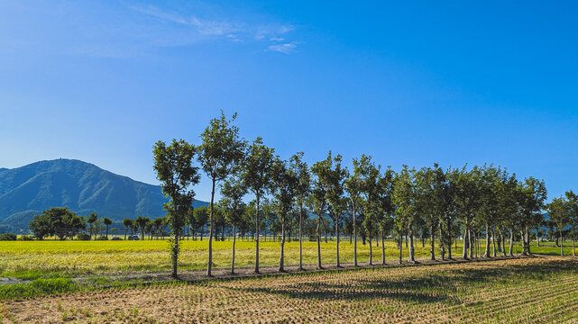 夏井のはさ木と弥彦山
