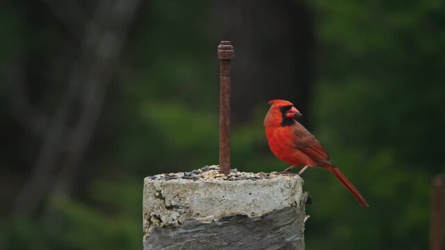 Stunning aerial motion of a male Northern Cardinal flying through woodland in Quebec, Canada. Rich red plumage and fully spread wings captured in crisp detail 4K.