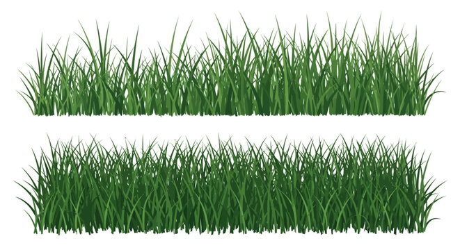 Green grass blades isolated on white.