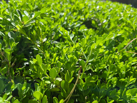 Close up of buxus microphylla.
