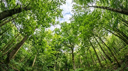 Fototapeta premium Lush Green Forest Canopy with Bright Sky and Sunlight Filtering Through Trees