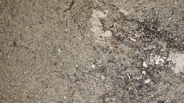 Closeup footage of green sea turtle hatchlings leaving the nest following the call of the ocean
