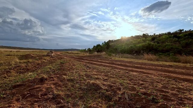 Lioness gets up and stretches after afternoon nap on game reserve, low angle