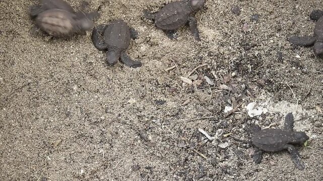 Closeup footage of green sea turtle hatchlings leaving the nest following the call of the ocean
