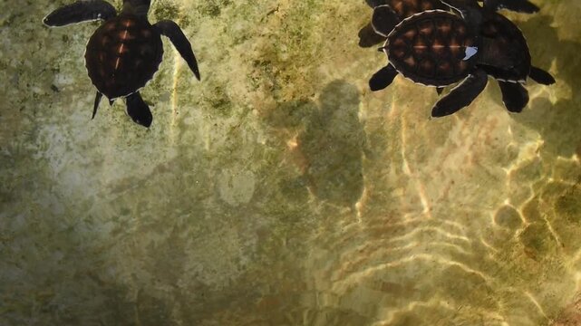 Closeup photo of lots of small newborn turtles in water tank at Marine rescue center by Thai royal Navi.