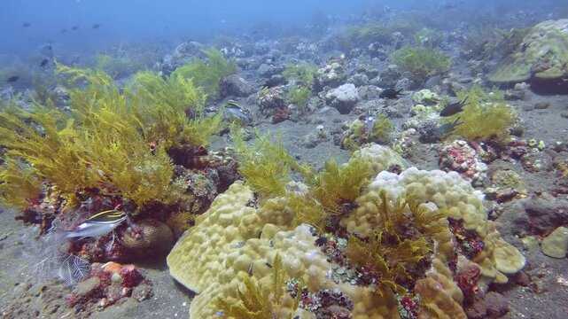 Slow motion underwater shot of colorful marine life and hard corals on a sandy seabed