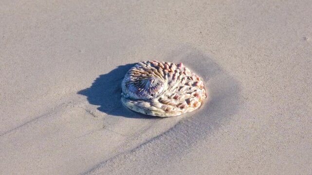 Abalone shell laying on the beach sand and is washed away by a wave