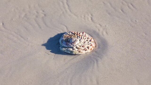 Perlemoen or abalone shell laying on wet beach sand