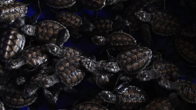 Sea turtle baby at beach studied by scientists, Hatching of endangered specie rescued Hatchling newborn in nature . vulnerable wildlife conservation and protection.