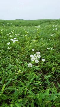 Konkan Pinda (Pand), a monsoon-blooming wildflower of the Western Ghats, emerges with the rains, covering green slopes in subtle colors and enhancing the serene beauty of the misty Konkan hills.