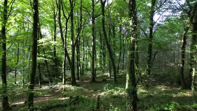 Sunlit woodland scene in Tollymore Forest Park showing tall trees, dense green undergrowth, and natural forest floor with soft light filtering through leaves creating calm atmosphere